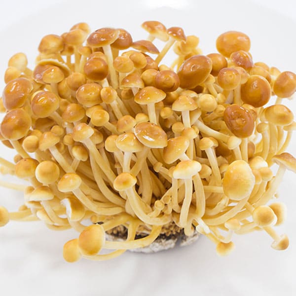 kakinokitake