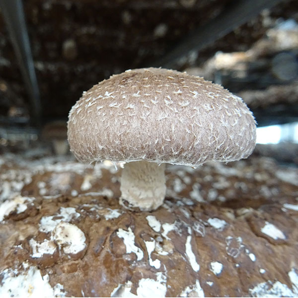 菌床生椎茸 – 株式会社栄農人