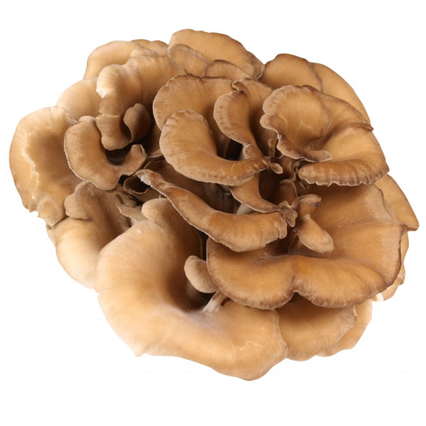 maitake