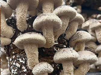 椎茸 栃木協力農場
