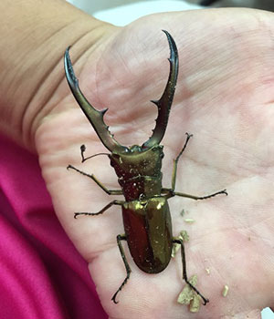 カブトムシ・クワガタプロジェクト