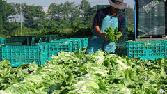 八ヶ岳高原野菜プロジェクト