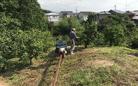 【和歌山みかん圃場】