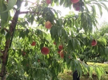 青果物貿易