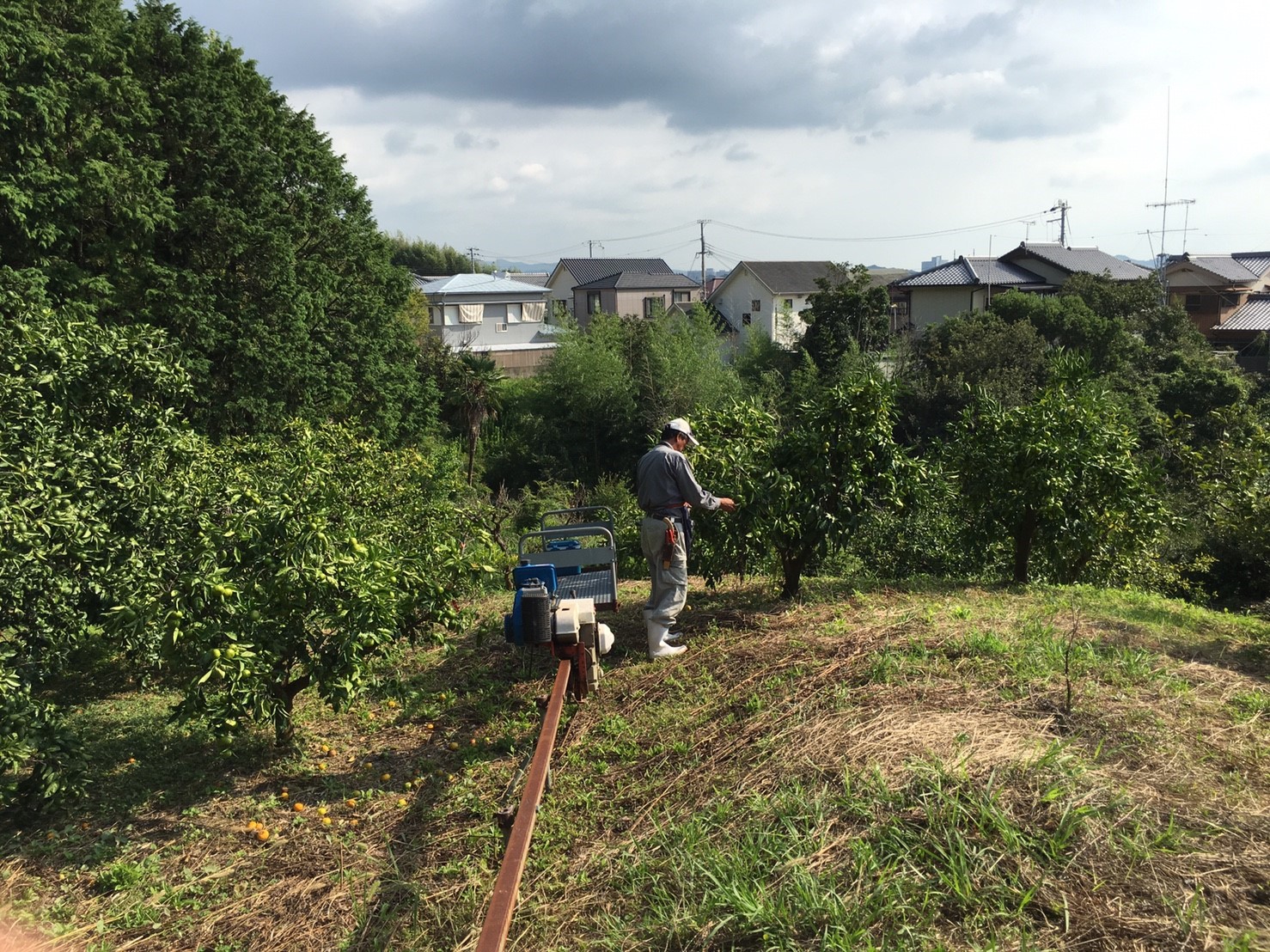 和歌山みかん園地_3670