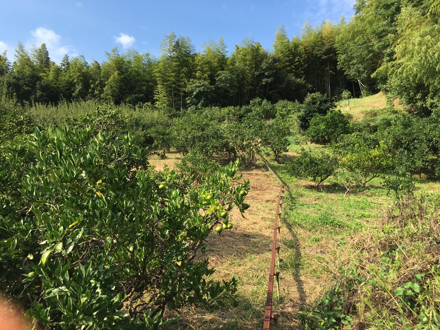 和歌山みかん園地_191